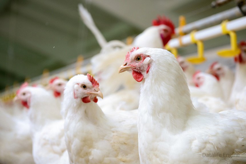 Современный производственный комплекс по выращиванию цыплят-бройлеров и производству высококачественного куриного мяса